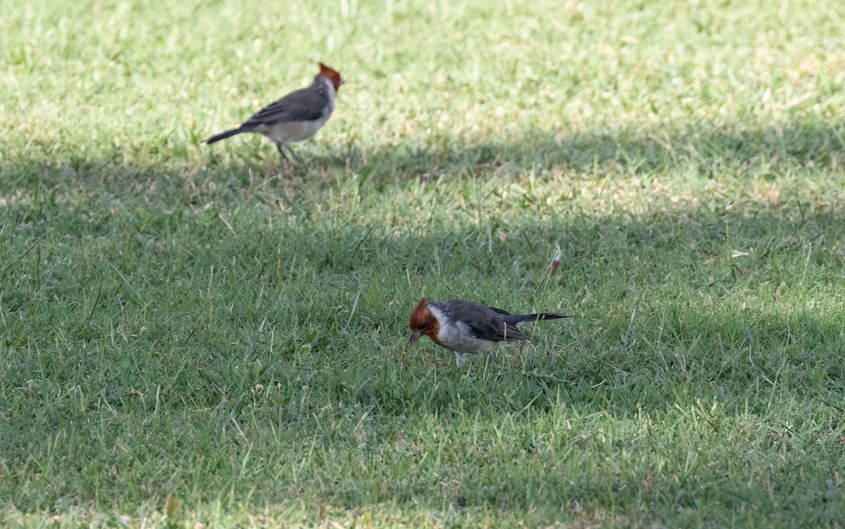 Red-crested Cardinal - ML610383460