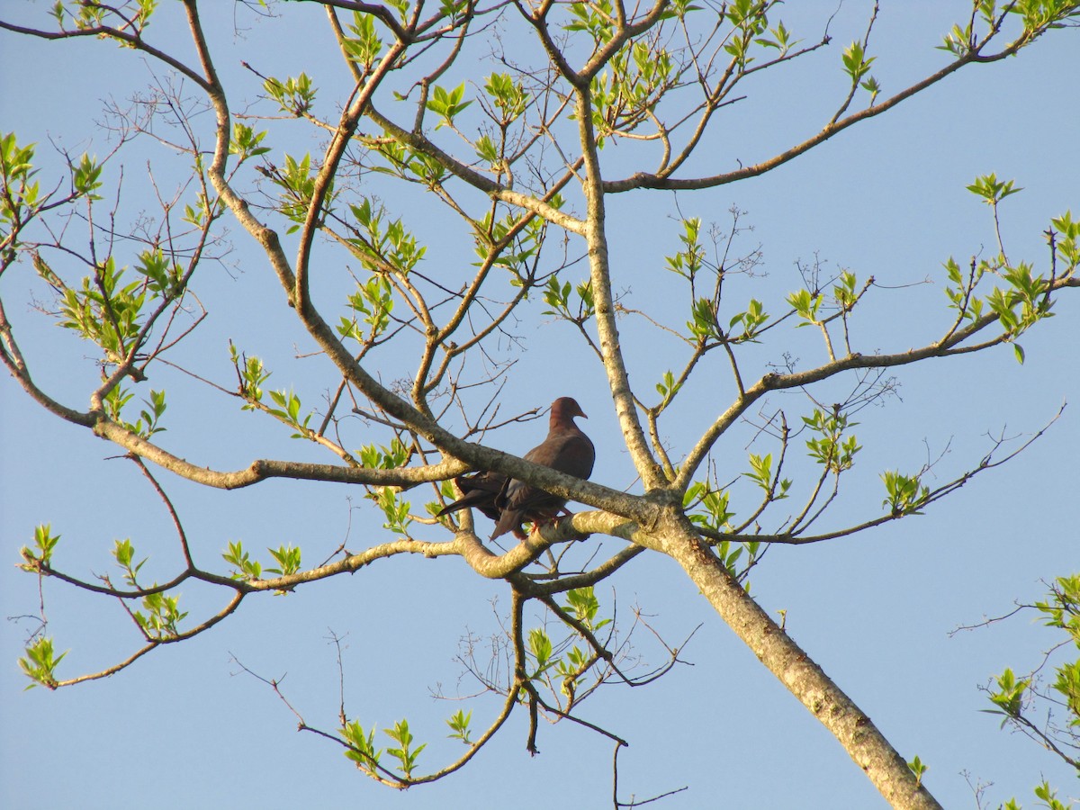 Pigeon à bec rouge - ML610383551