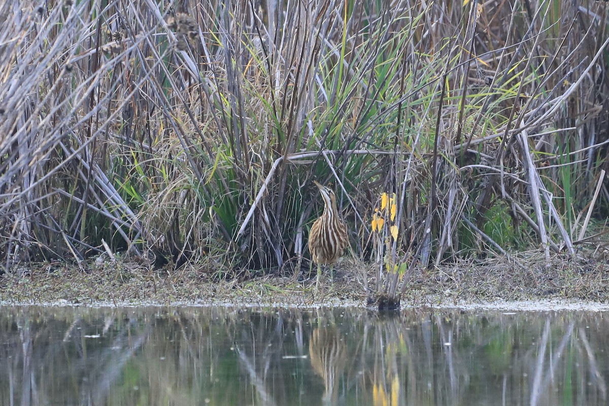 American Bittern - ML610383796