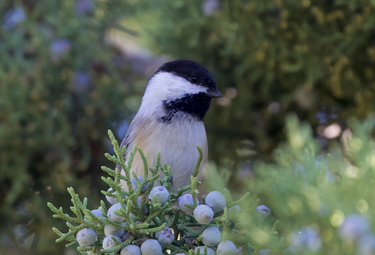 Black-capped Chickadee - Ken Rosenberg