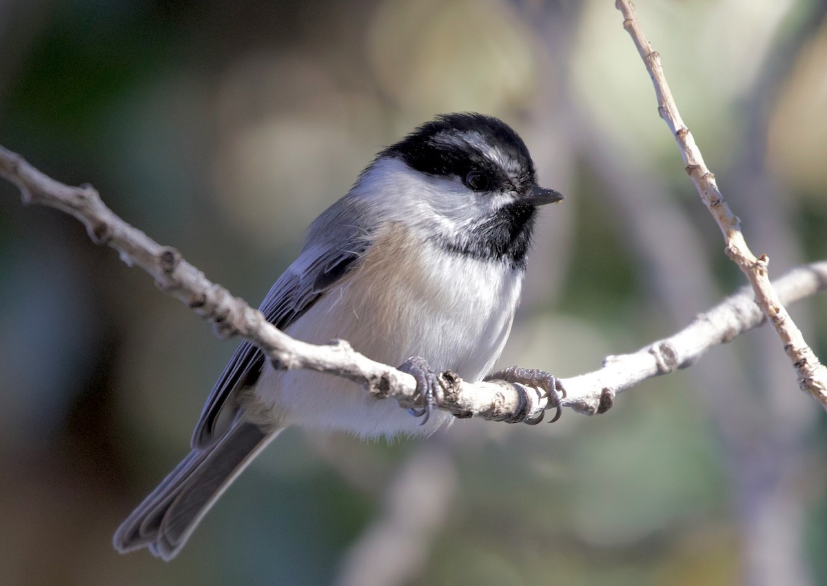 Black-capped x Mountain Chickadee (hybrid) - Ken Rosenberg