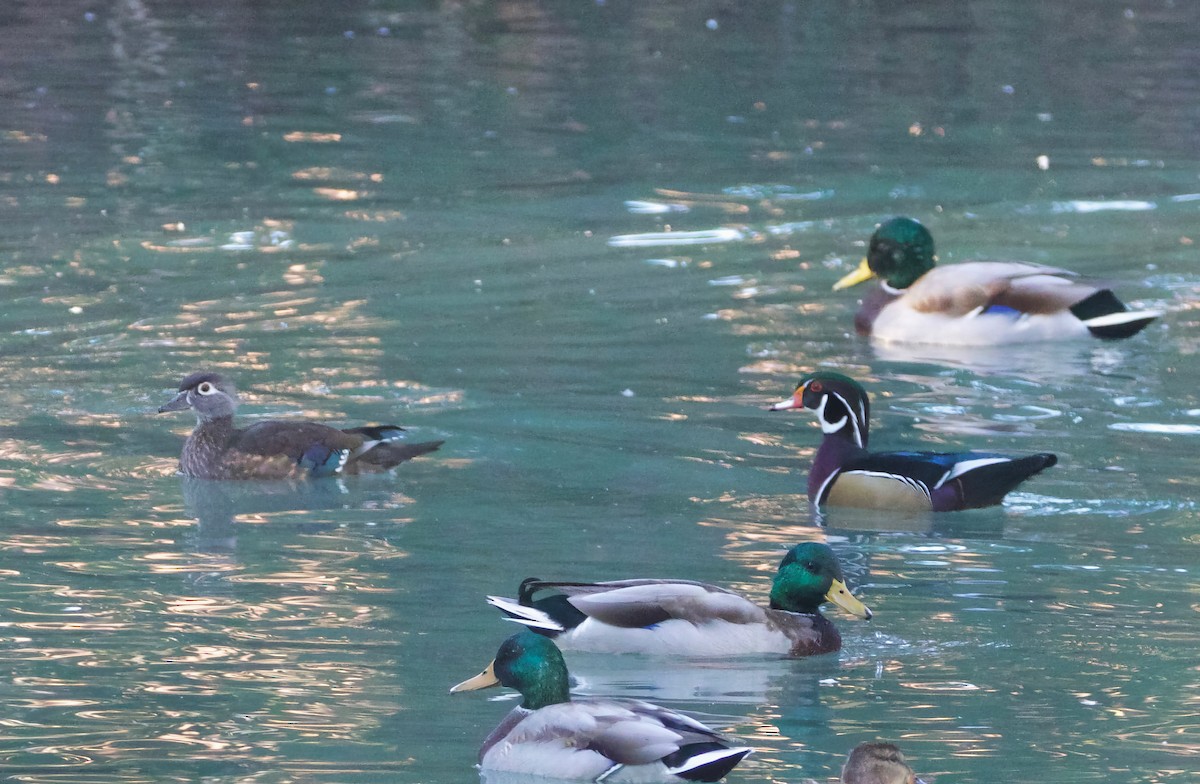 Wood Duck - ML610383839