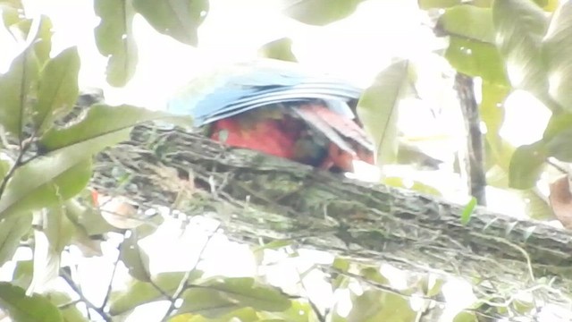 Red-and-green Macaw - ML610383842