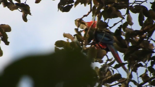 Ara chloroptère - ML610383846