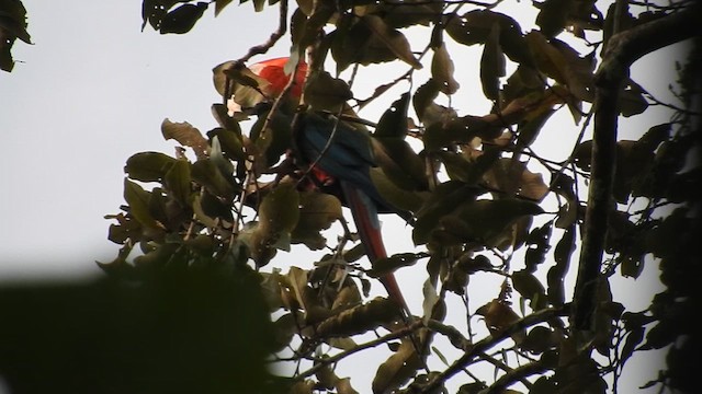 Red-and-green Macaw - ML610383851