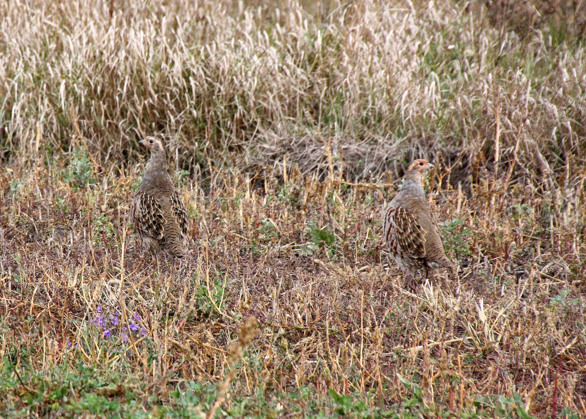 Gray Partridge - ML610383873