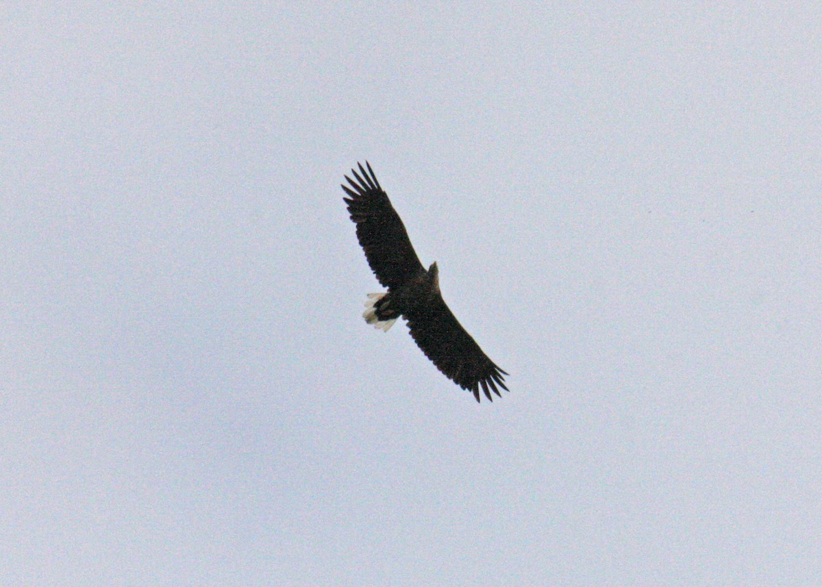 White-tailed Eagle - ML610383881