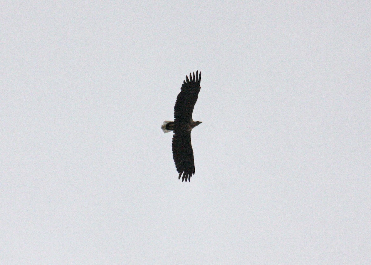 White-tailed Eagle - ML610383882