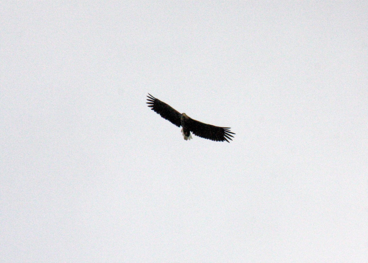 White-tailed Eagle - ML610383883
