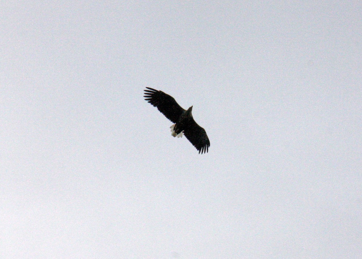 White-tailed Eagle - ML610383884