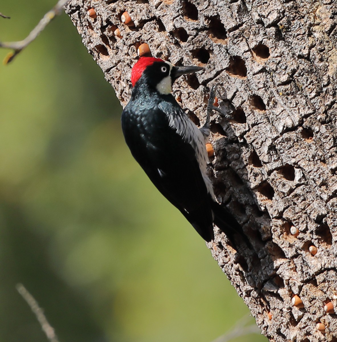 Acorn Woodpecker - ML610383952