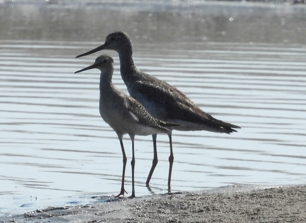 Lesser Yellowlegs - ML610384015