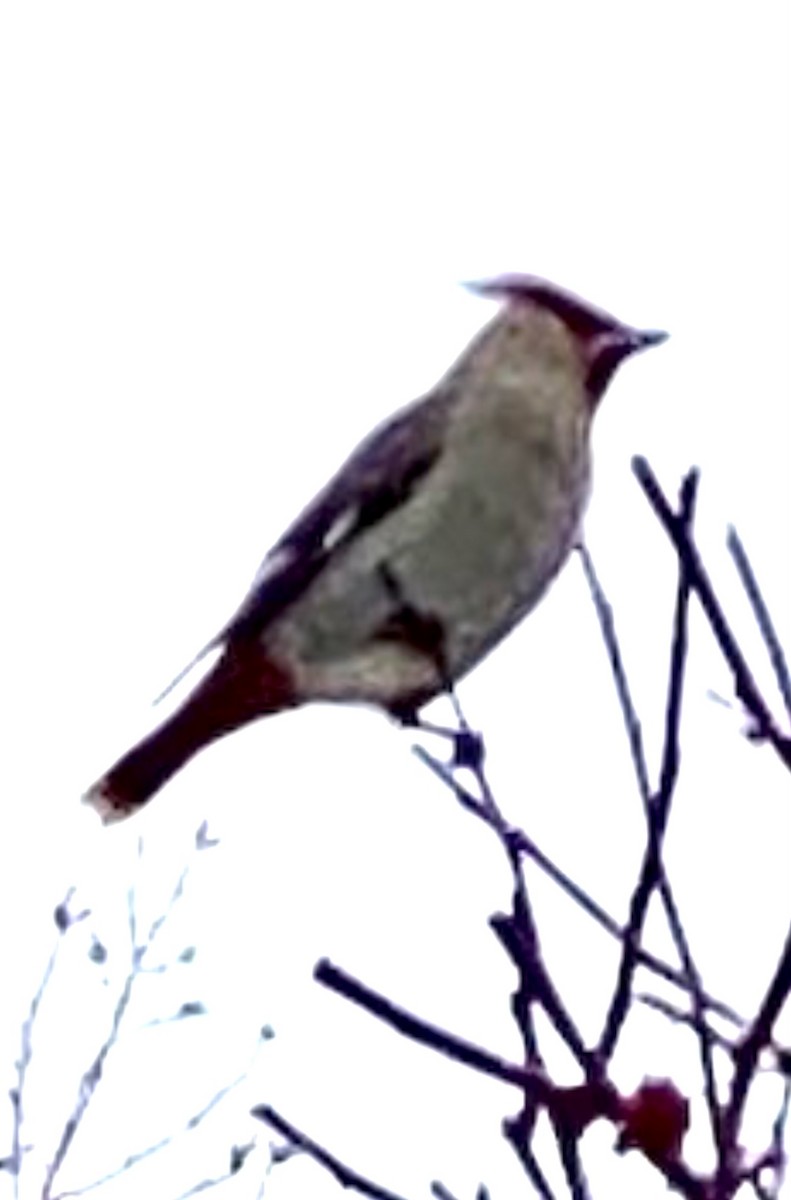 Bohemian Waxwing - ML610384157