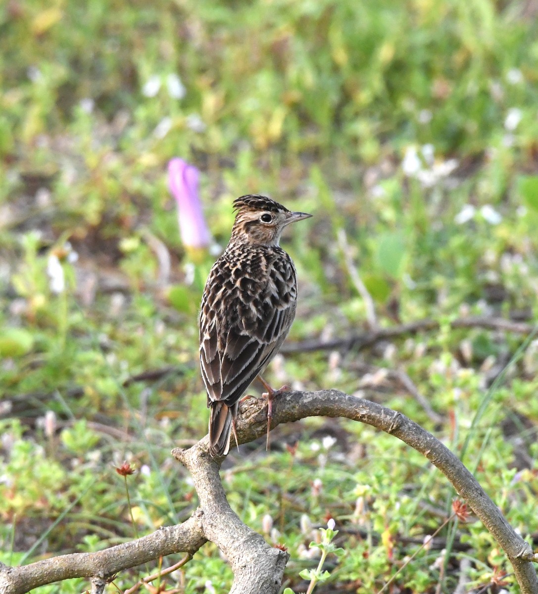 Oriental Skylark - ML610384181