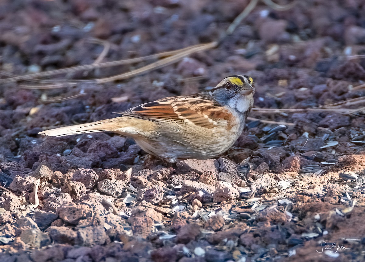 White-throated Sparrow - Lyndie Mason Warner