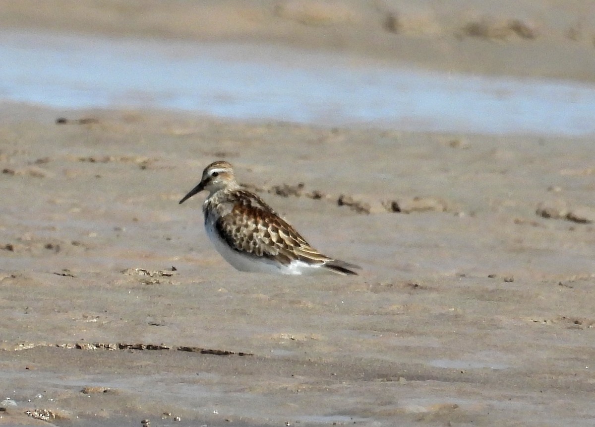 Pectoral Sandpiper - ML610384198