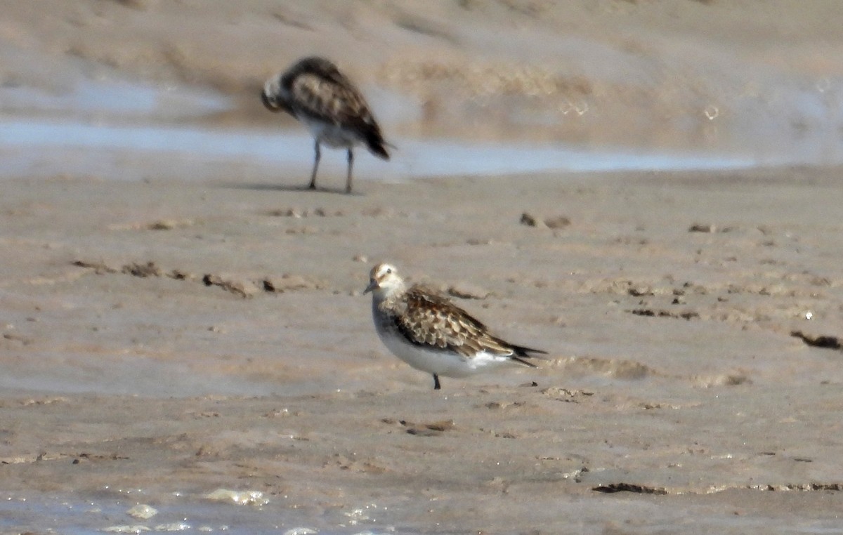 Pectoral Sandpiper - ML610384199