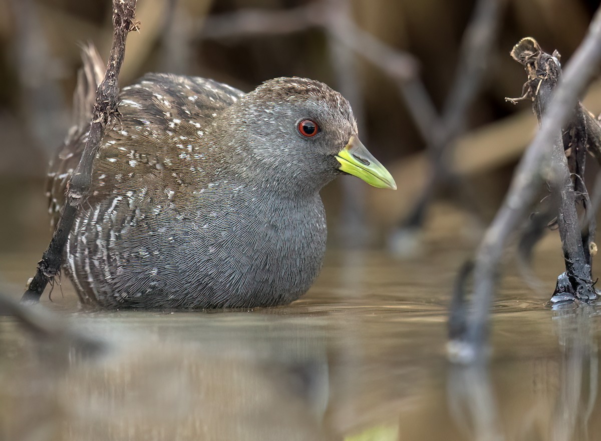 Australian Crake - ML610384305