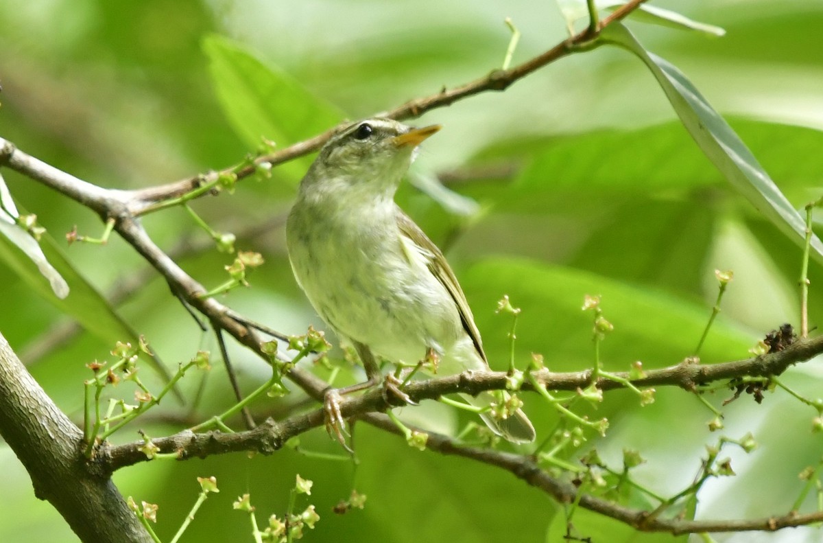 Arctic Warbler - WK Ng