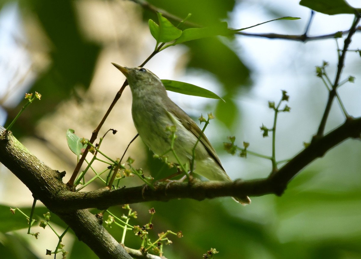 Mosquitero Boreal - ML610384426