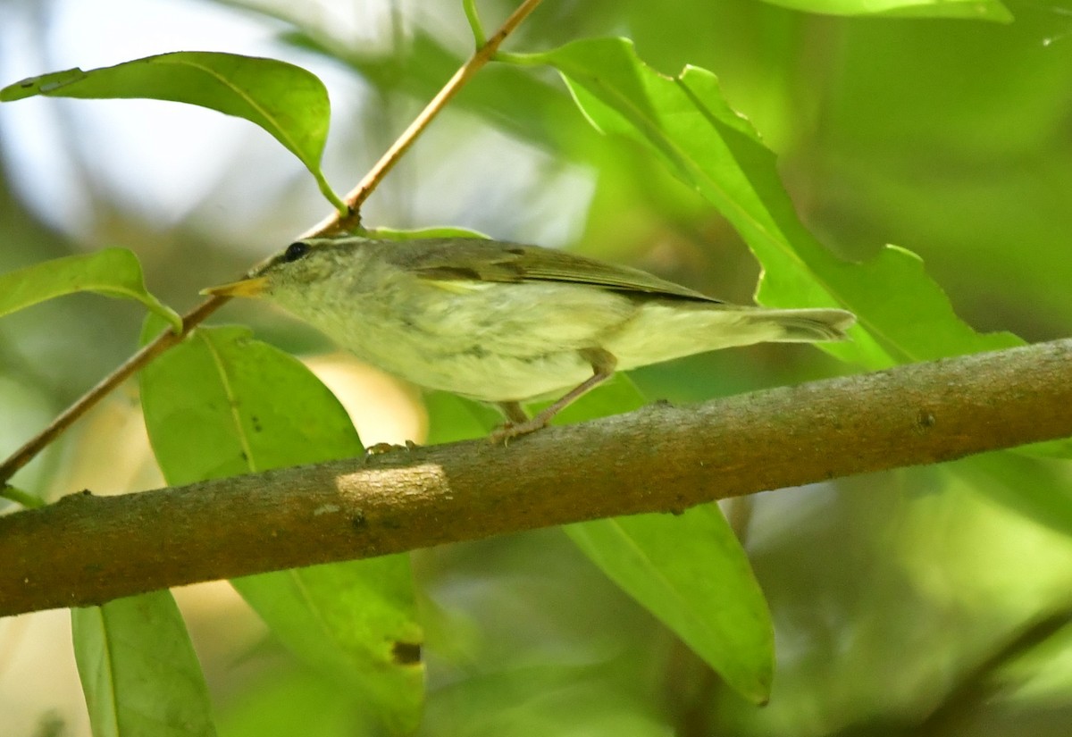 Arctic Warbler - WK Ng