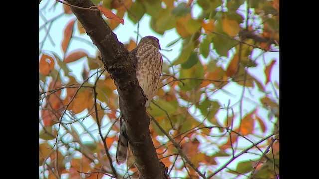 Sharp-shinned Hawk - ML610384499