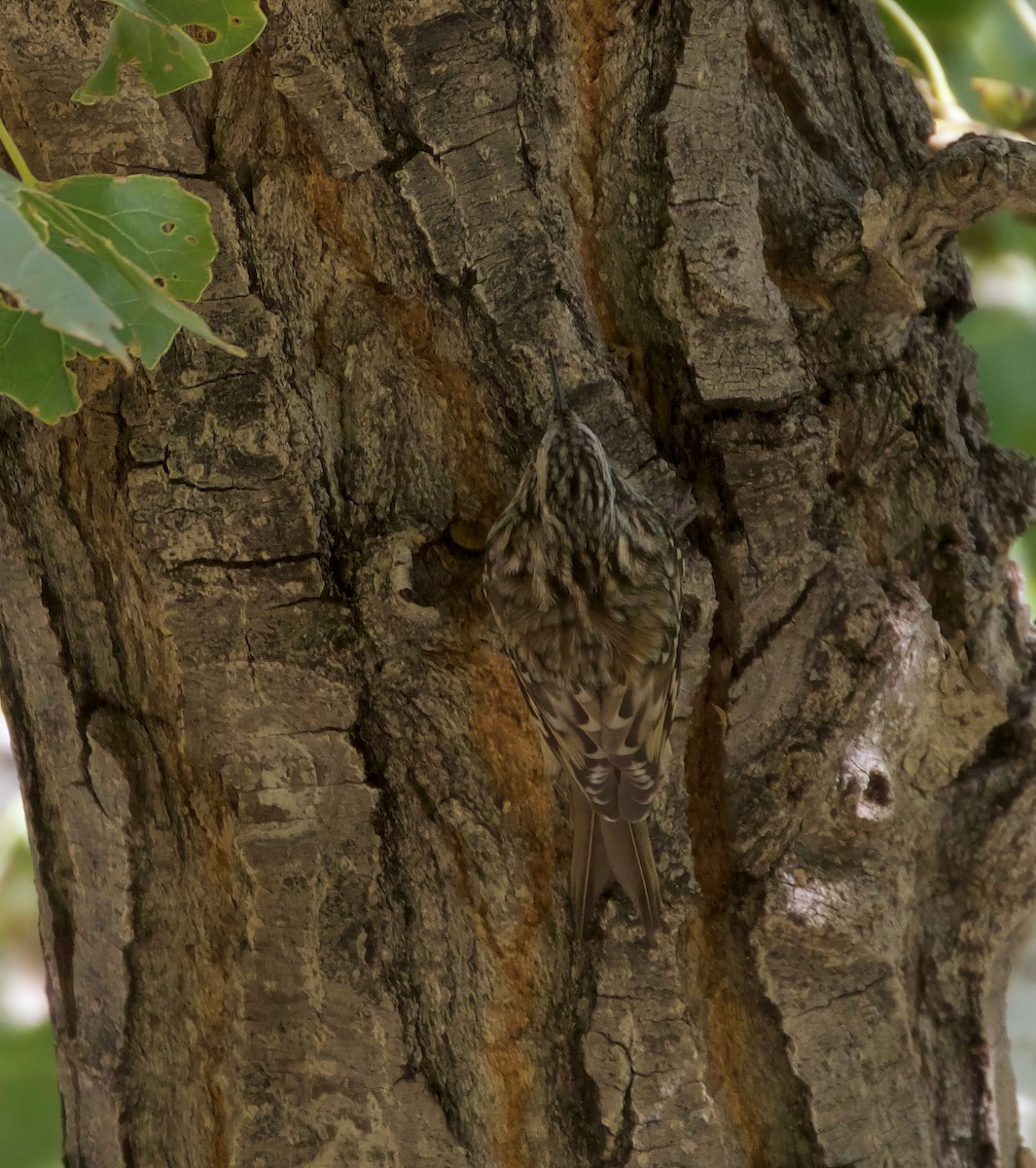 Brown Creeper - ML610384504