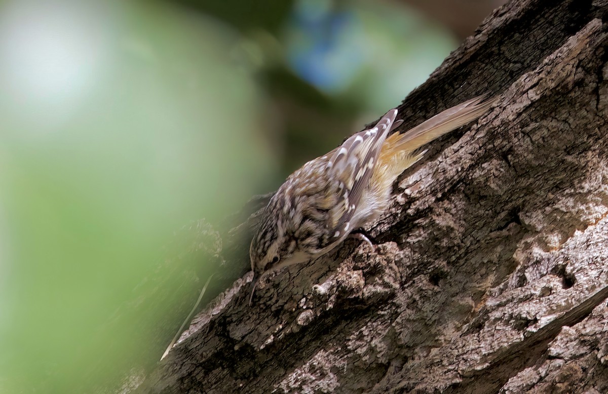 Brown Creeper - ML610384505