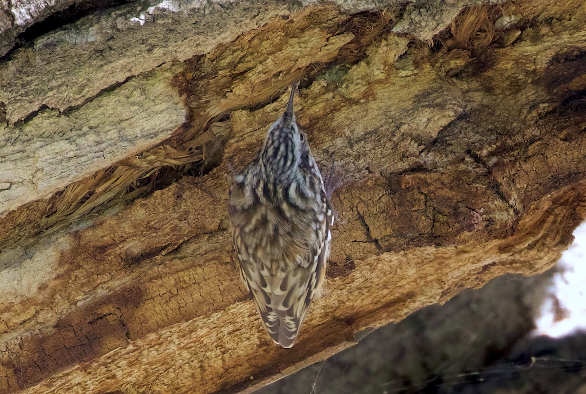 Brown Creeper - ML610384508