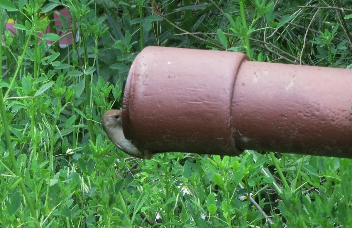 House Wren - ML61038451