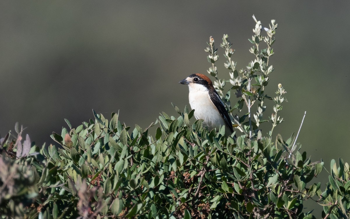 Woodchat Shrike - Emmanuel Naudot