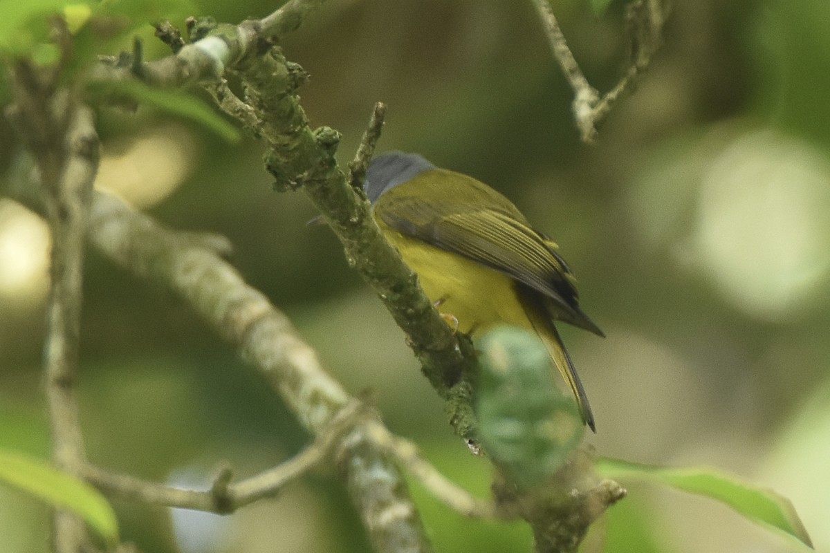 Gray-headed Canary-Flycatcher - Sabarish  D