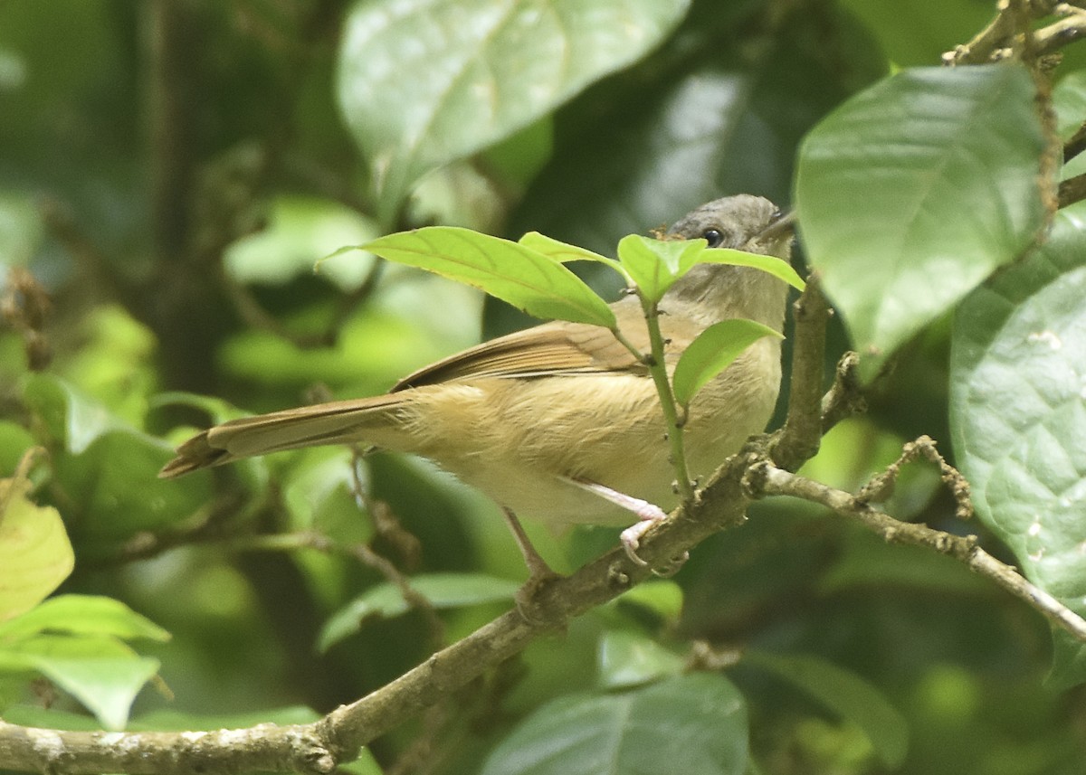 Brown-cheeked Fulvetta - ML610384530