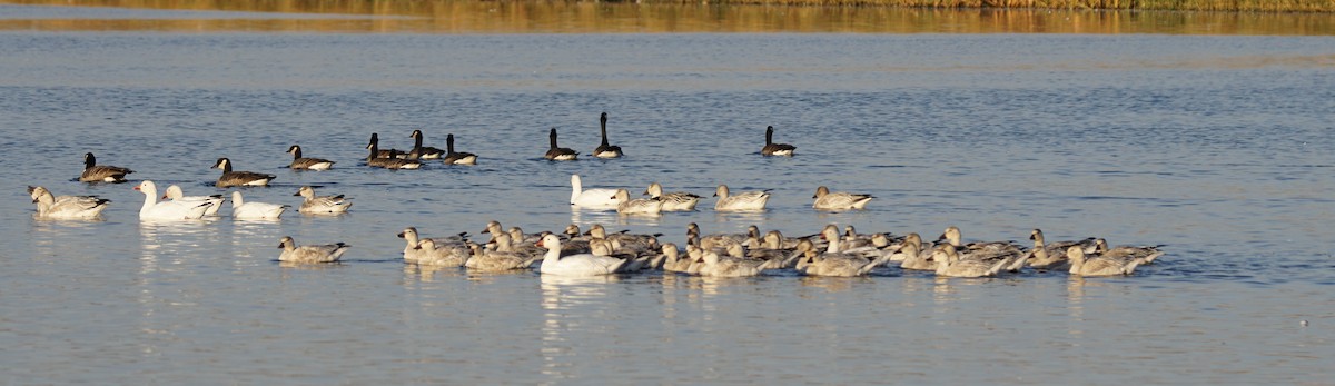 Snow Goose - ML610384539