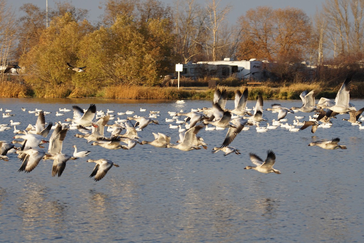 Snow Goose - ML610384557