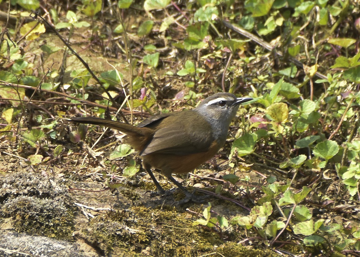 Palani Laughingthrush - ML610384642