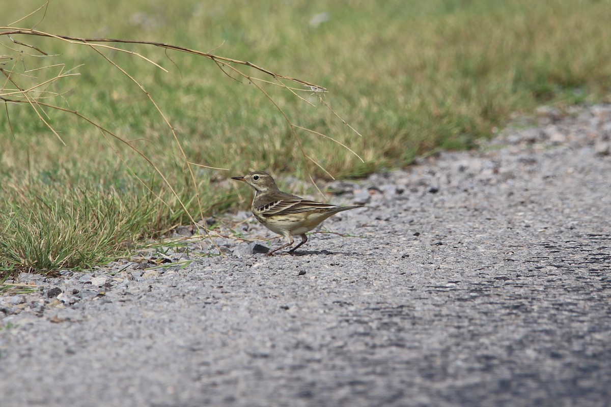 American Pipit - ML610384654