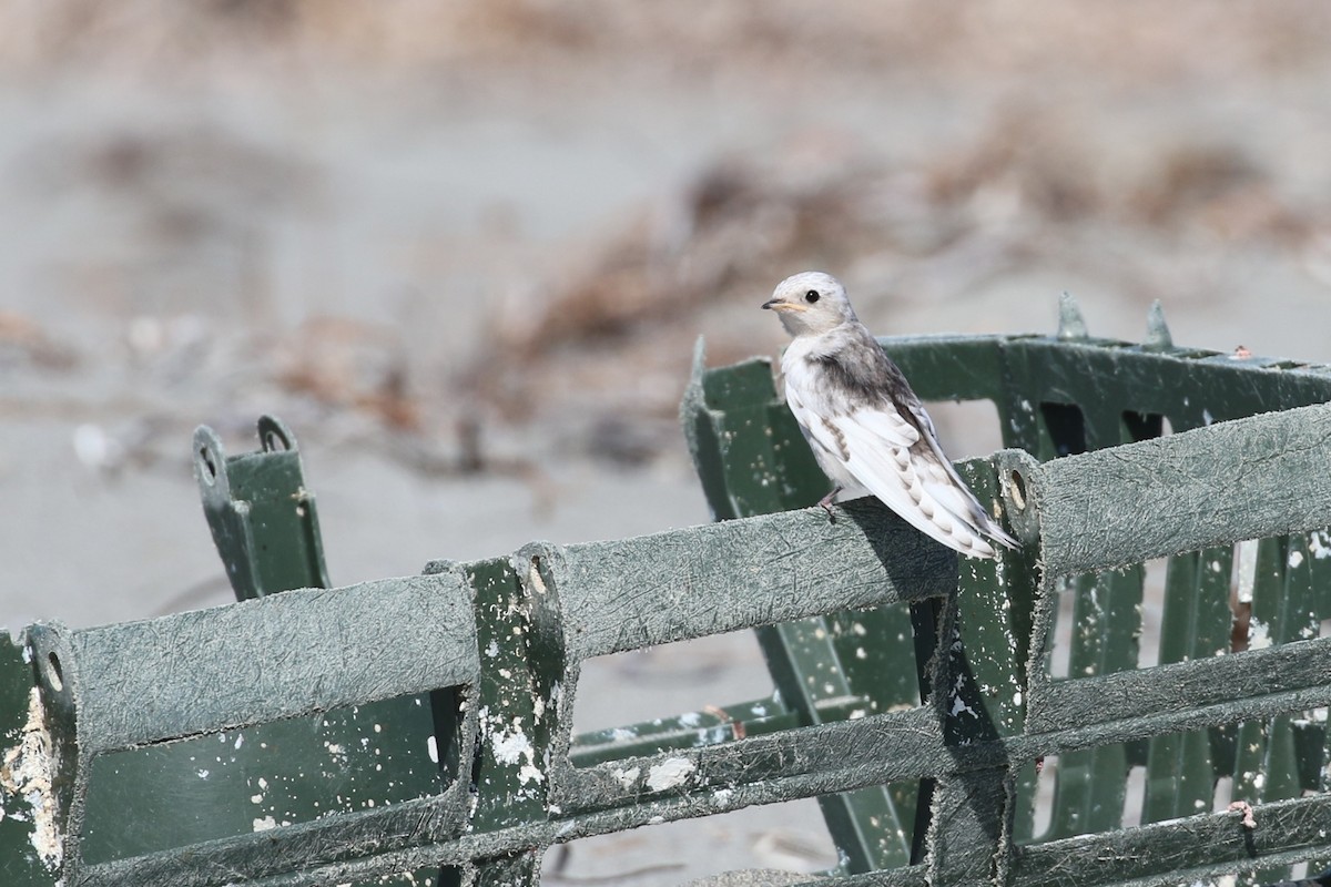 Golondrina Australiana - ML610384704