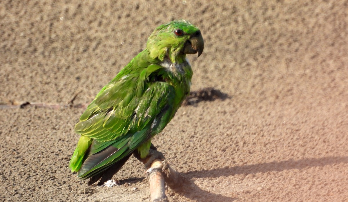 Short-tailed Parrot - ML610384786