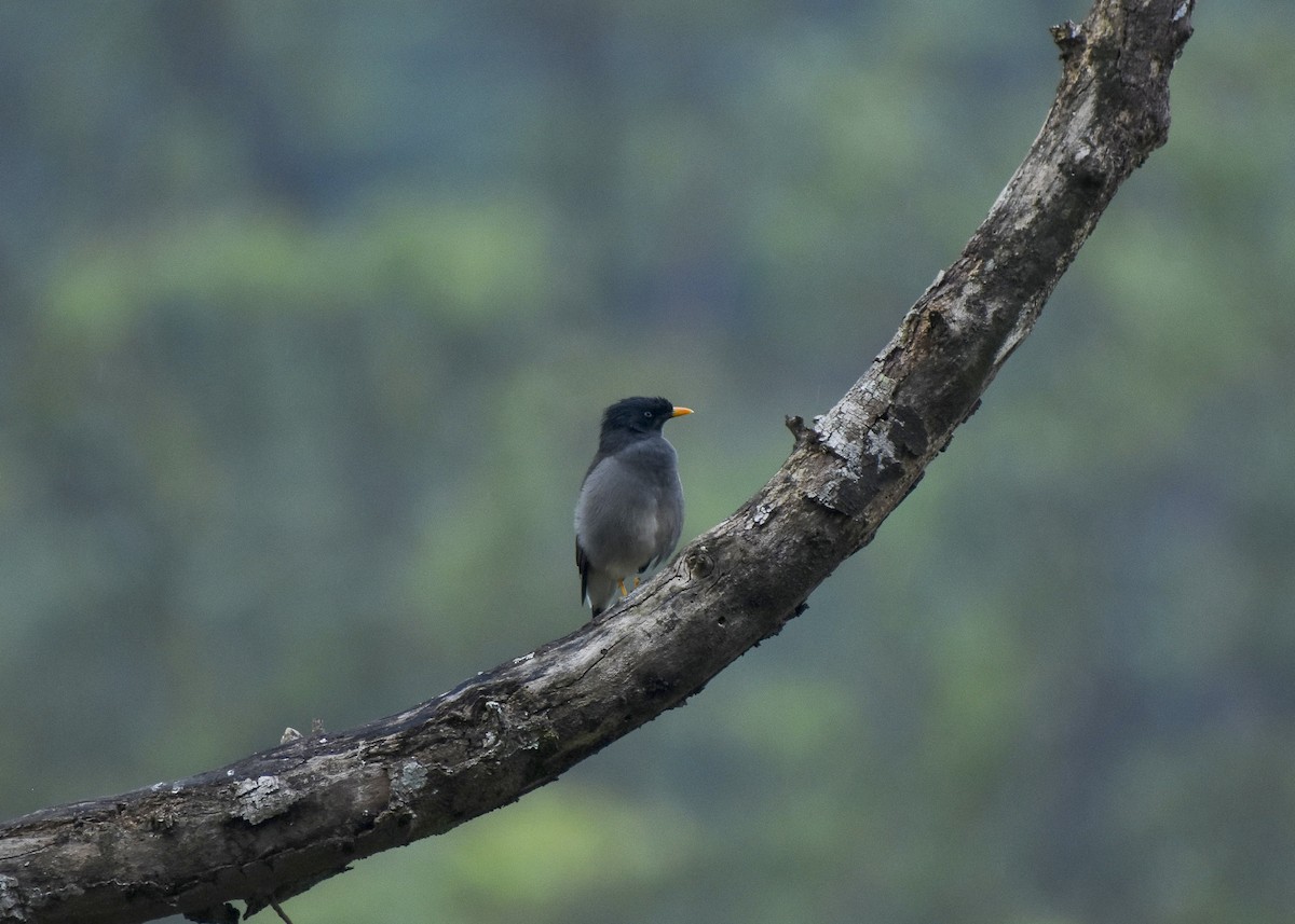 Jungle Myna - ML610384788