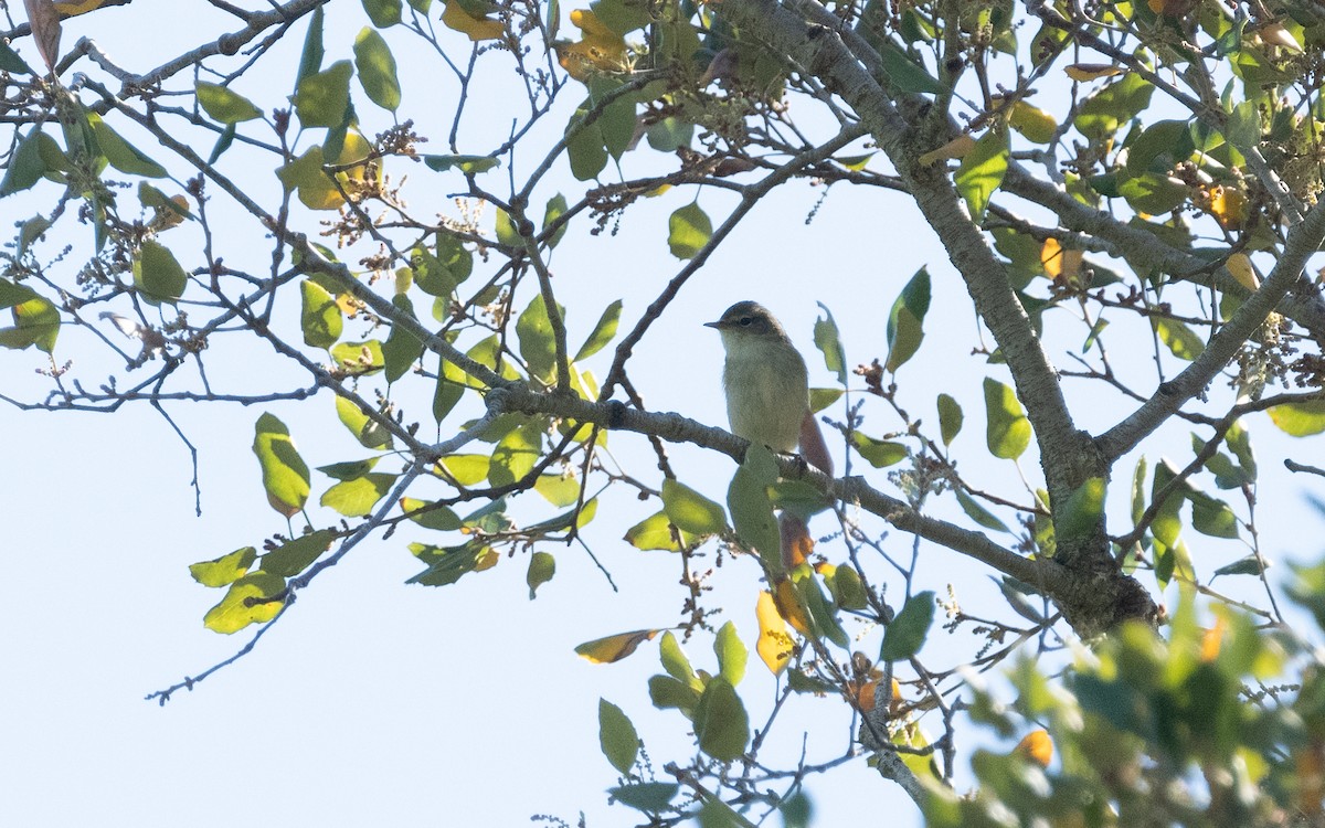 Iberian Chiffchaff - Emmanuel Naudot