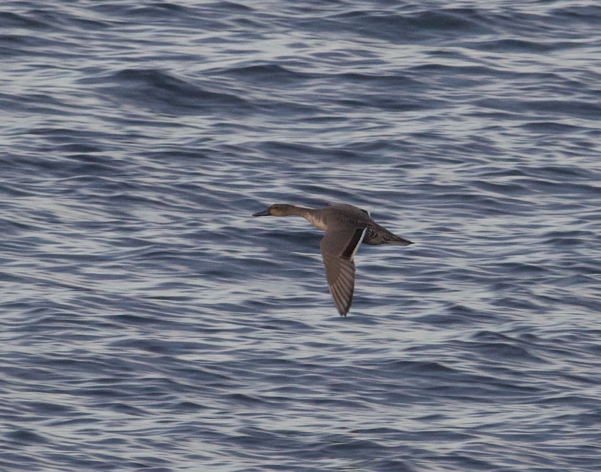 Northern Pintail - ML610384930