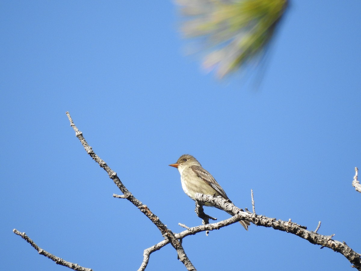 Olive-sided Flycatcher - ML610384943