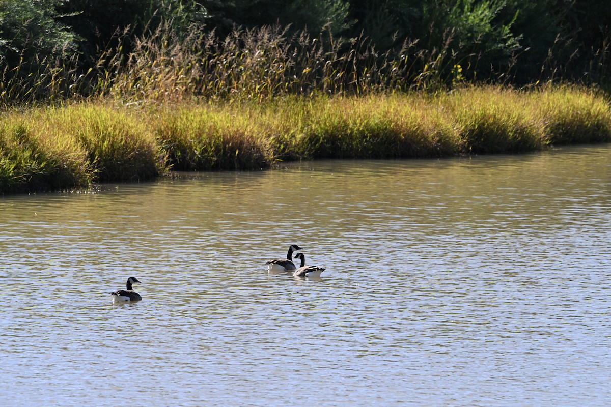Canada Goose - ML610384961