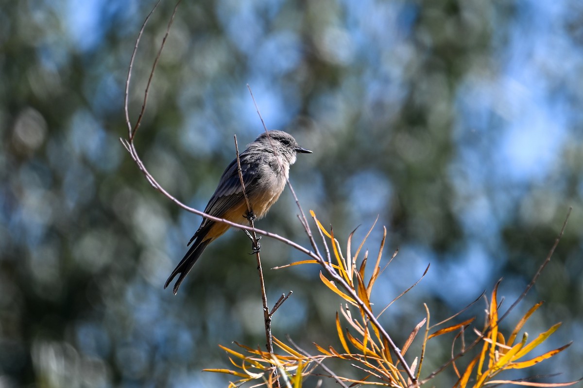 Say's Phoebe - ML610384962