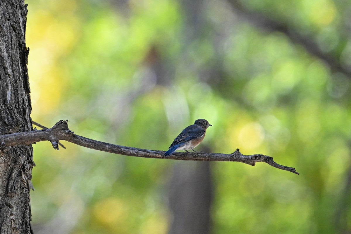 Western Bluebird - ML610384963