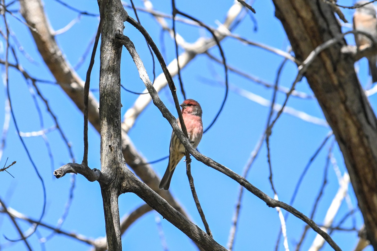 House Finch - ML610384964