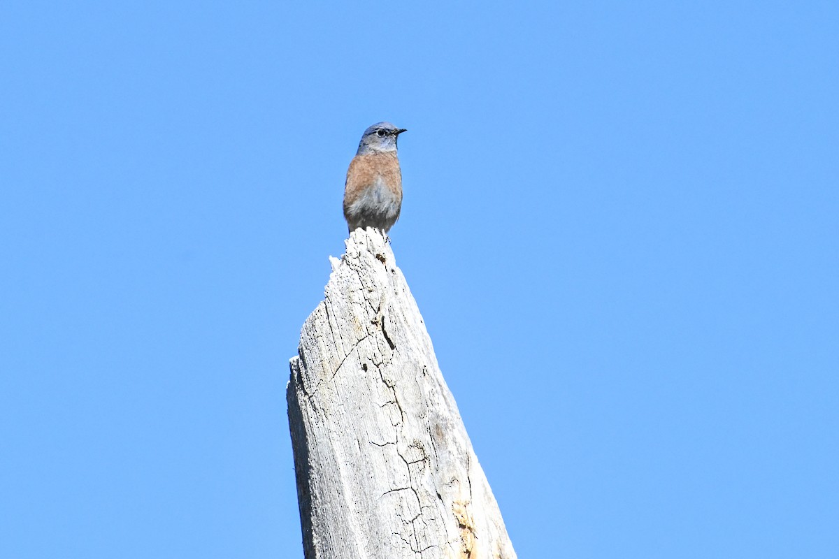 Western Bluebird - ML610384965