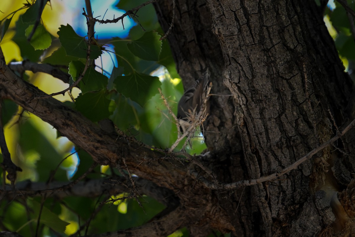 White-breasted Nuthatch - ML610384966
