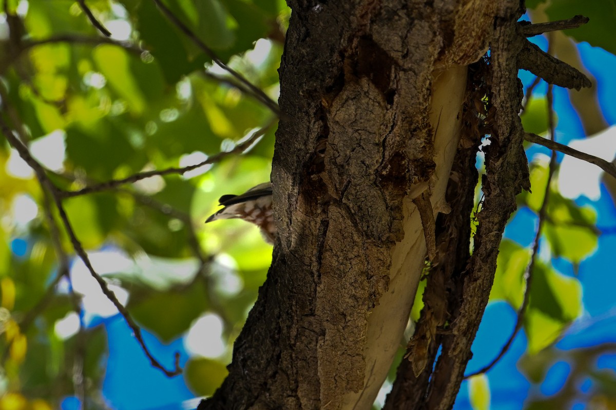 White-breasted Nuthatch - ML610384967